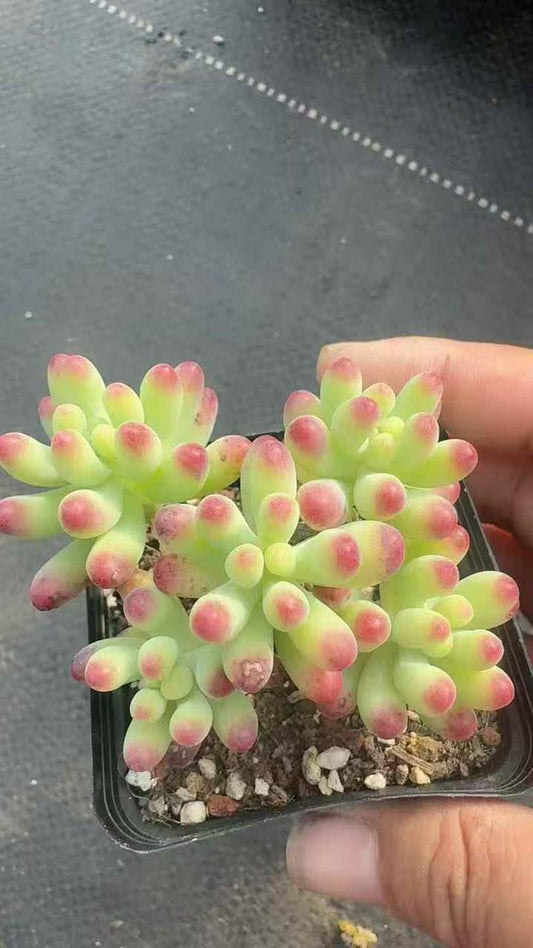 263131 パチフィラム