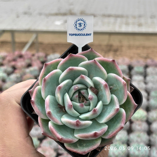 19257 ジュネーブ