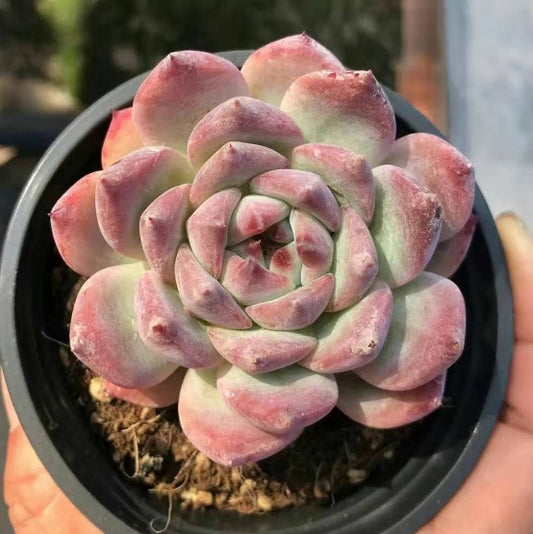 BL1213 ホワイトフランク （9cm pot）