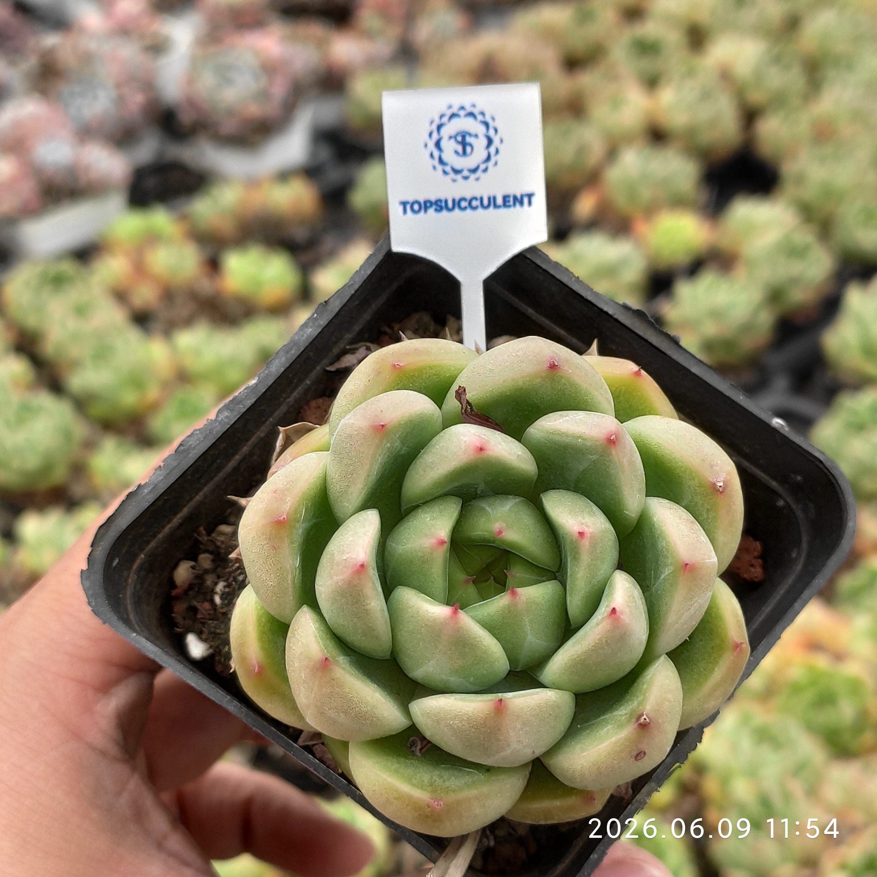 エケベリア・セダム TOPSUCCULENT mi 商品一覧 – Top Succulent®