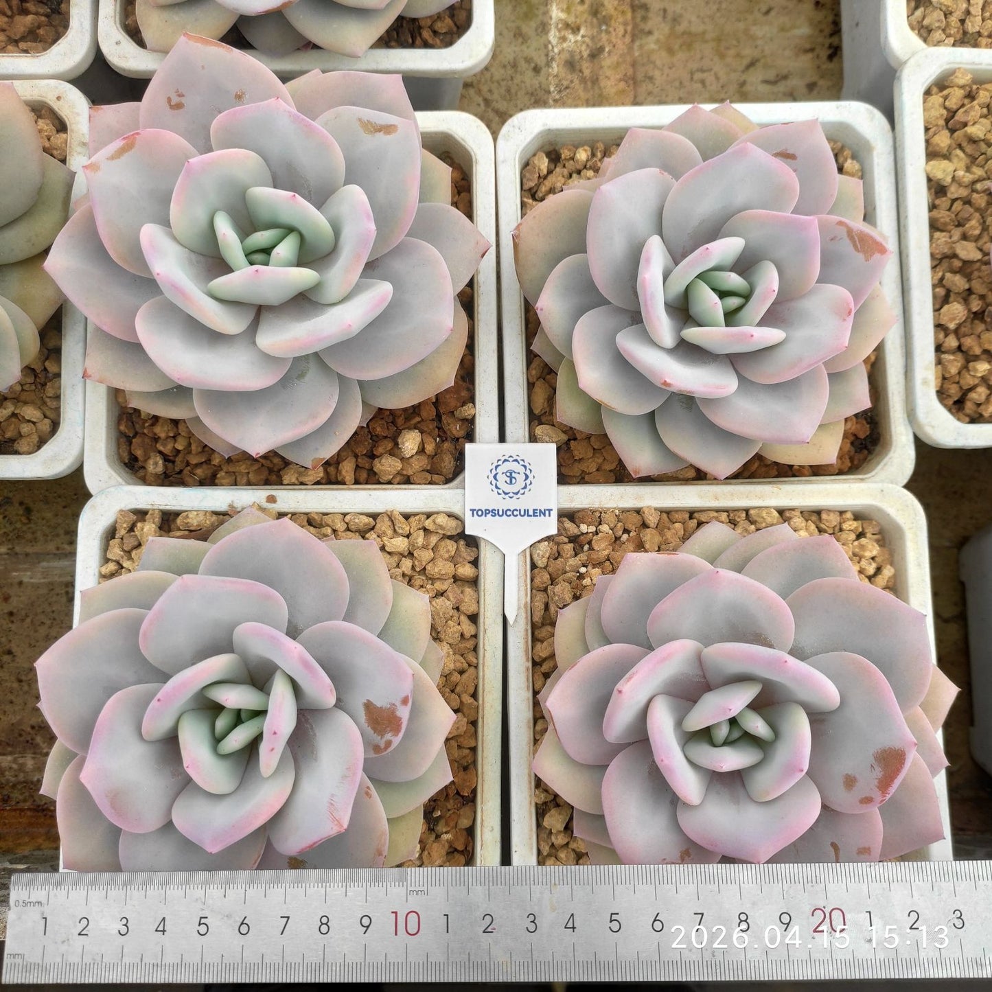 361616 ミルクティー