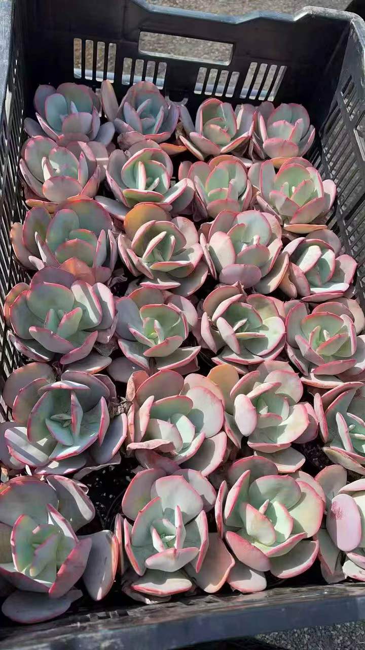 263101 ブレランド