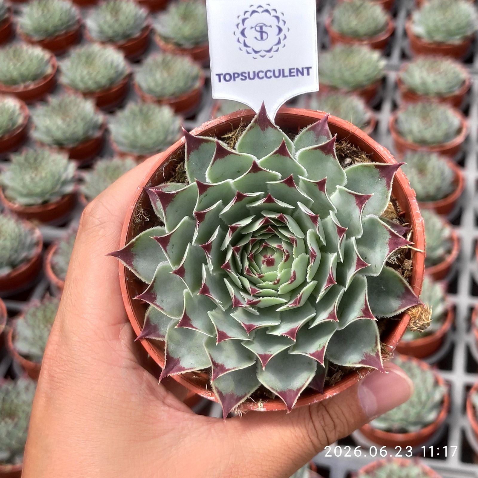 センペルビブム – Top Succulent®