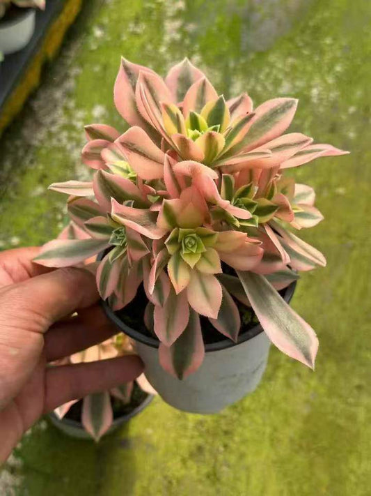 263681 アエオニウム メープルリーブス