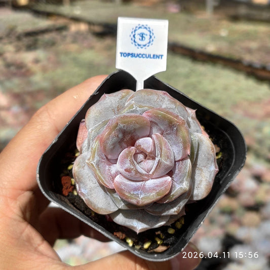 361501 タイニー バーガー ジェニー