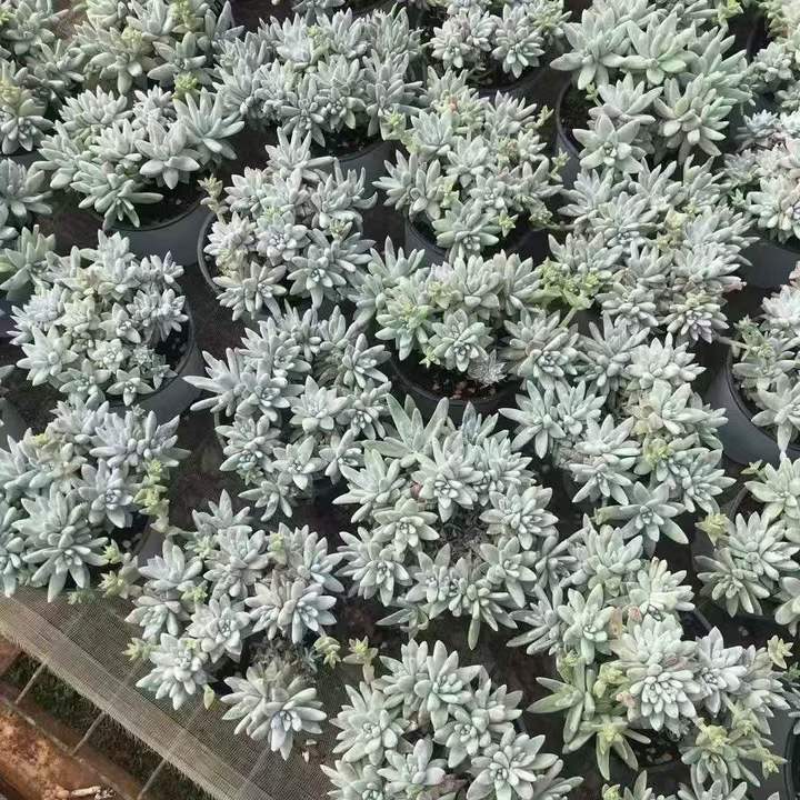 262741 ホワイトグリーニ