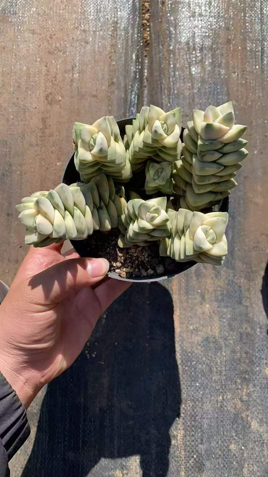 264922 ムーングロウ錦