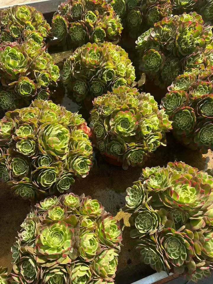 26584 ジェイド　ルックス