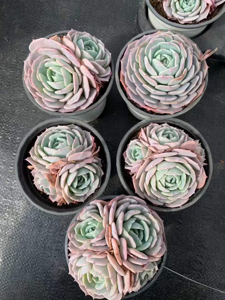 T26457 ルナブラッシュ