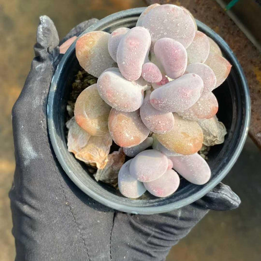 360013 ビーバービューティー