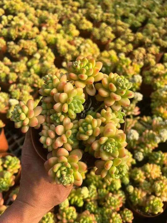 T26556 シャングリラ