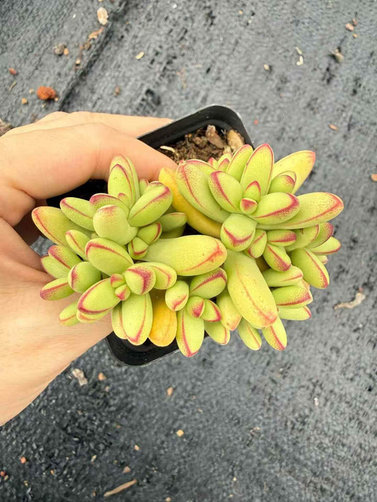 264881 ヌディカウリス var. ヘレイ