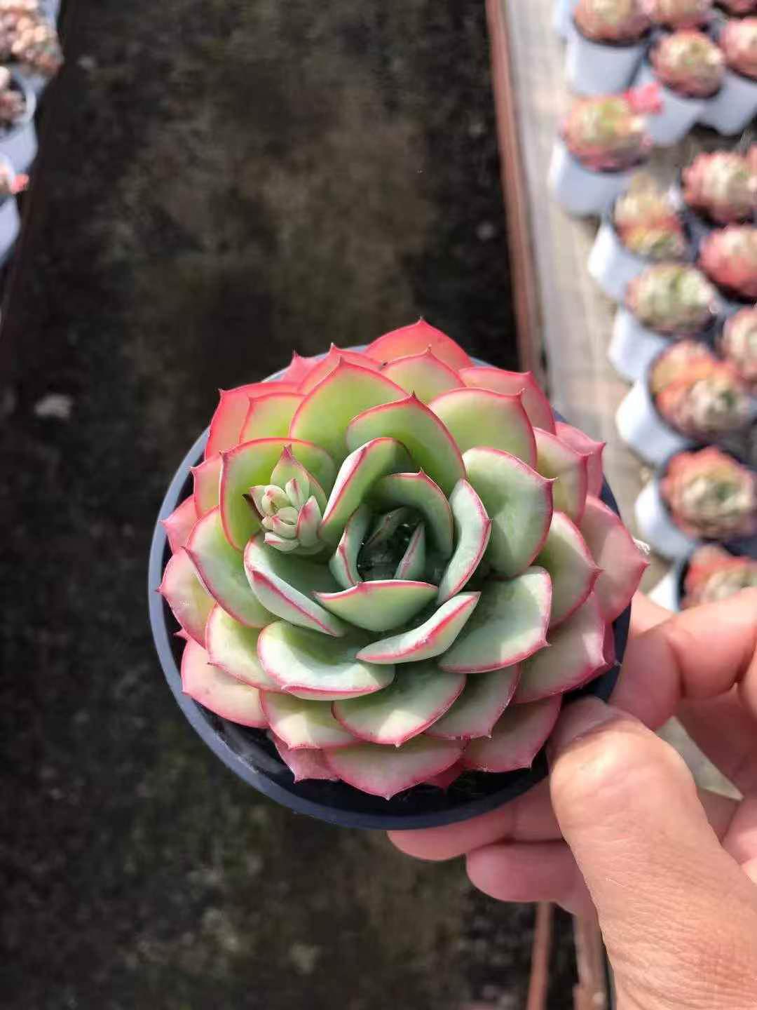 265117 モダンジェオン