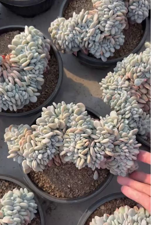 360681 ピンクバニー綴化