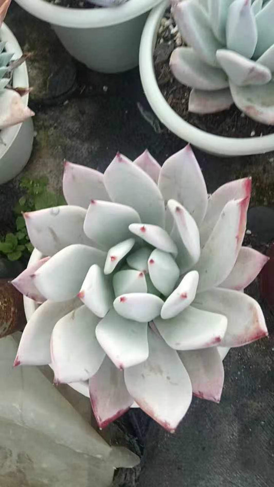 265124 メシキカンジャイアント