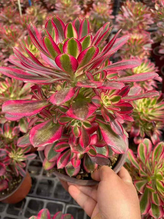 26551 レッド　ベルベット