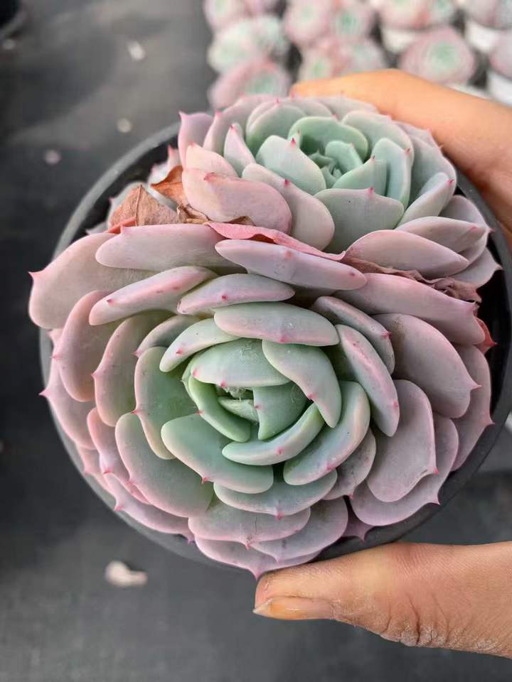 T26457 ルナブラッシュ