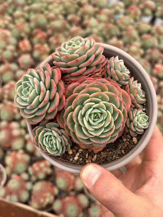 T26427 スイートエンジェル