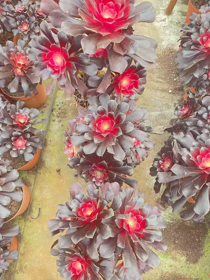 T26490 アーボーリーウム　ベルア