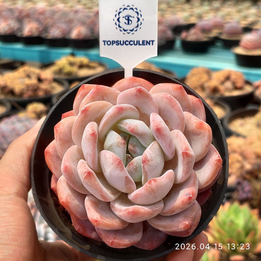 361573 オレンジ　モンロー