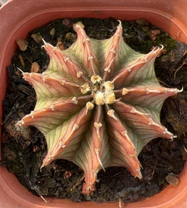 CS170 ステノプレウラム（7cm pot）