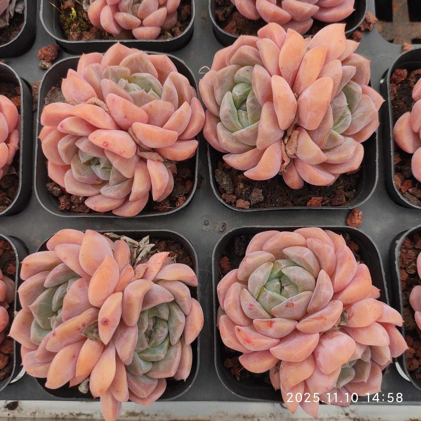 22604  オリンジ　モンローHyb（6.5cm pot）