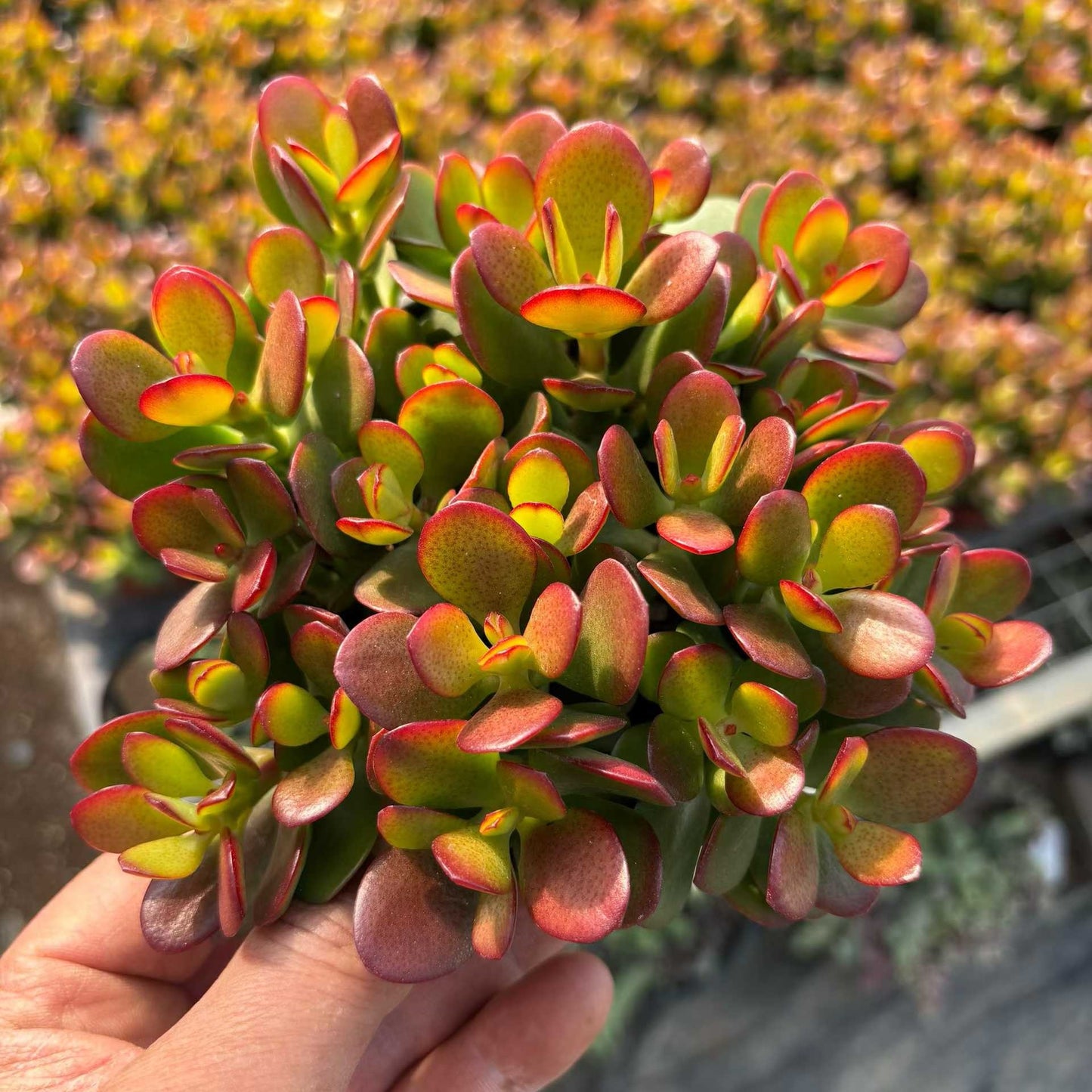 26016 オバッター　ミニマー