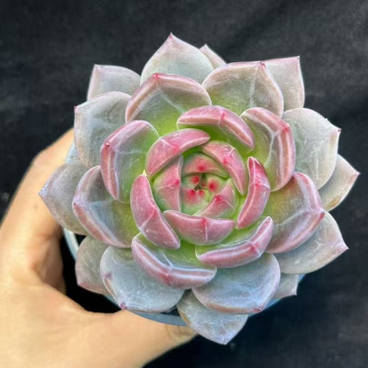BL2050 シャルルローズ（9cm pot）