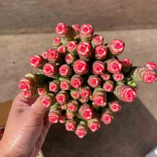 25765 パーフォーラッター薬錦