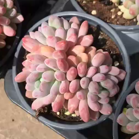 262851 マチュカエ