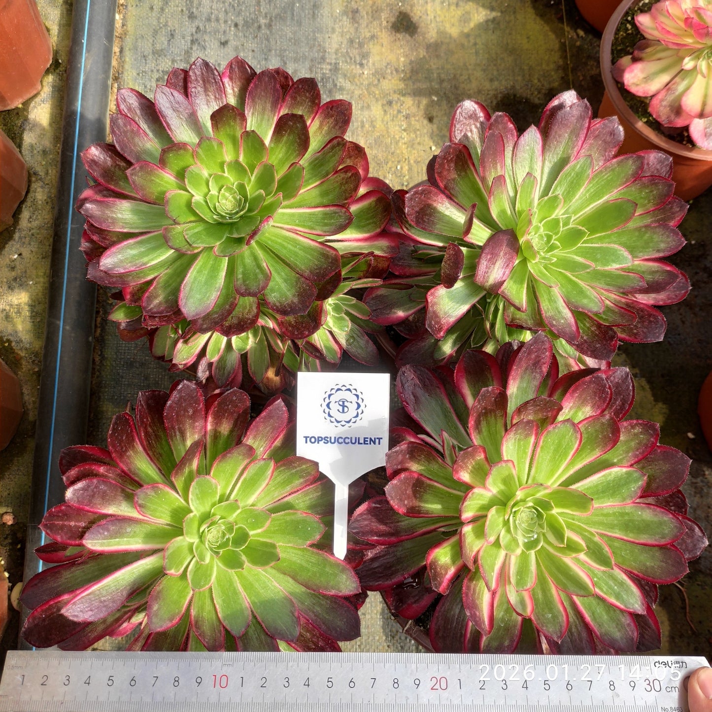 25471 ピーコック　フェザーズ