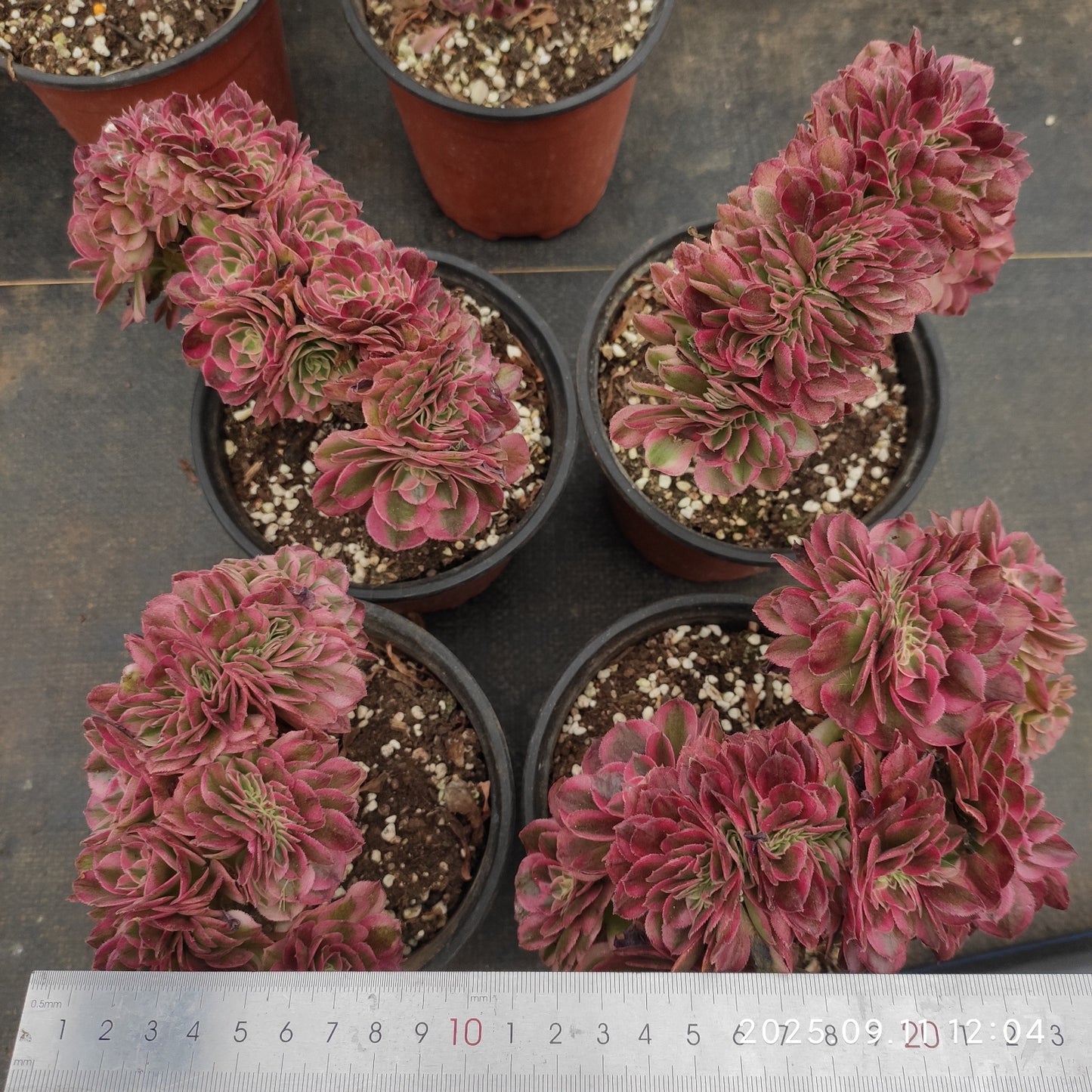 THH038 アエオニウム　ゴージャス綴化（15cm pot）