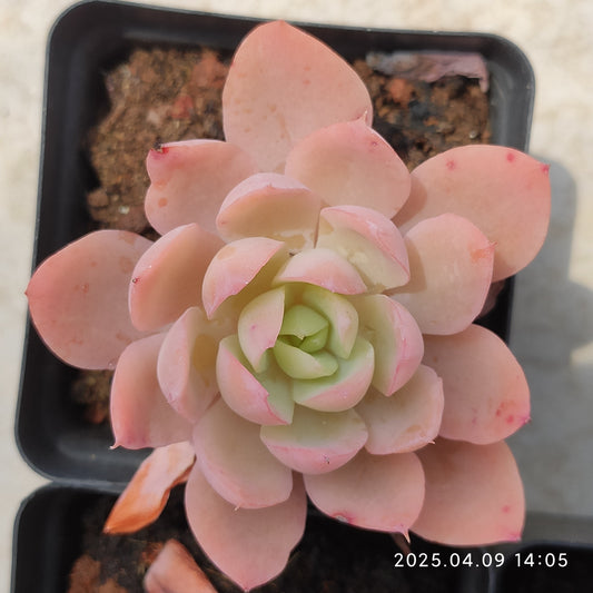 YBB031 シルクヴェール （7cm pot）