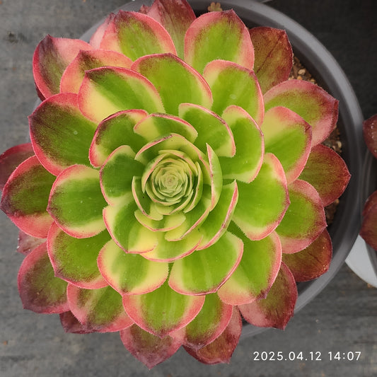 YF407 アエオニウム　シーキング （15cm pot）