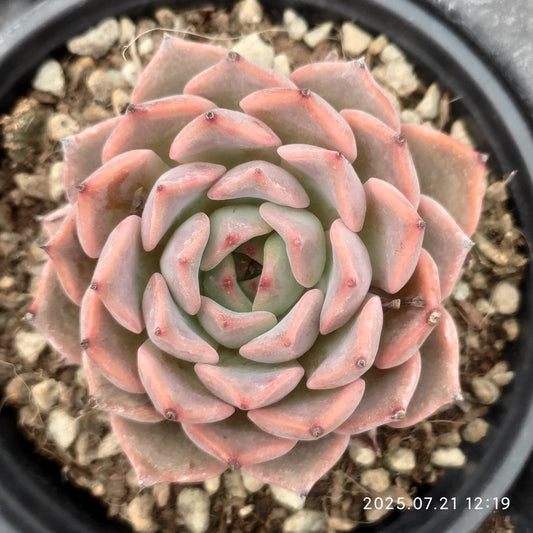 MMY1185 シルーエットHyb（9cm pot）