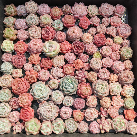 20076 ミックス苗