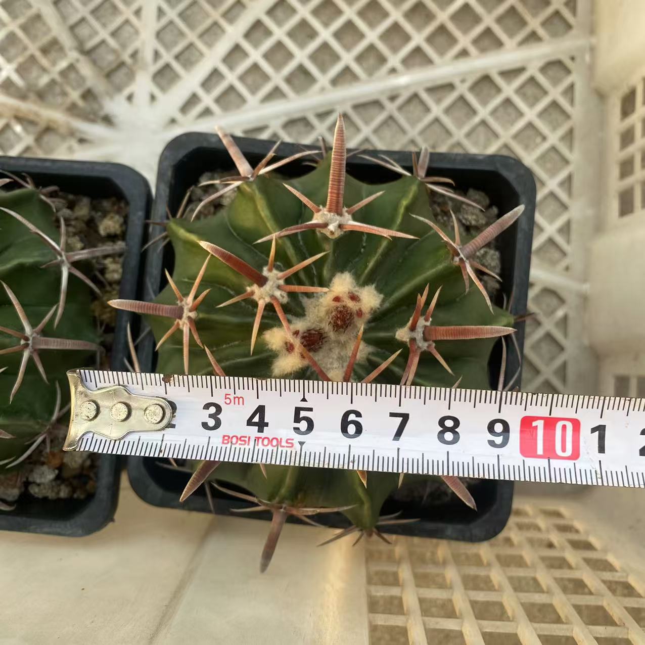 ZL484 綾波（10cm pot）