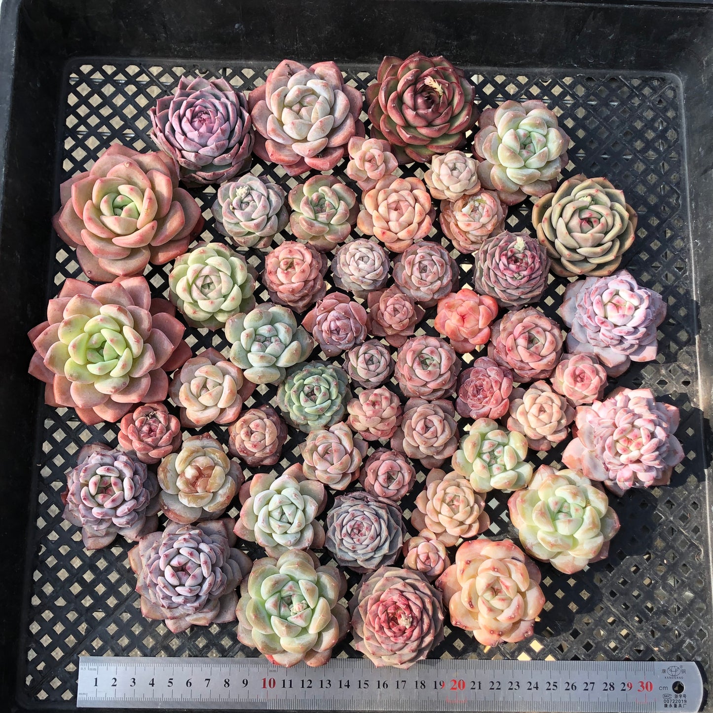 22048 ミックス苗 27