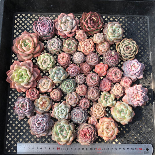 22048 ミックス苗 27