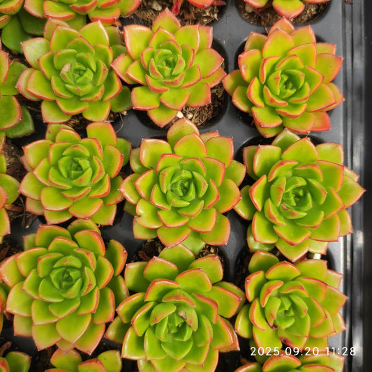 DQ051 レディジア(5cm pot)