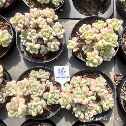 20603 クラバツム