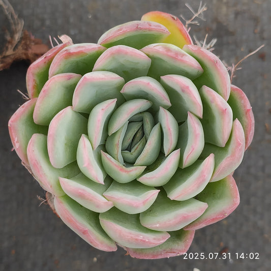 MMT829 ストローブレ　アイス（5.5cm pot）