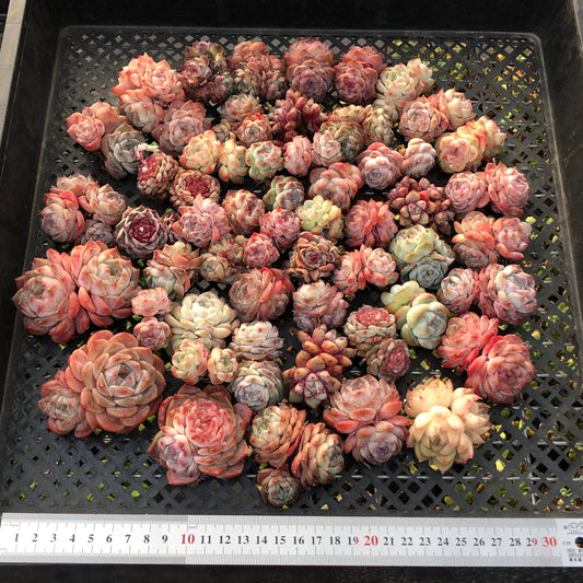 BL2121-003 ミックス苗