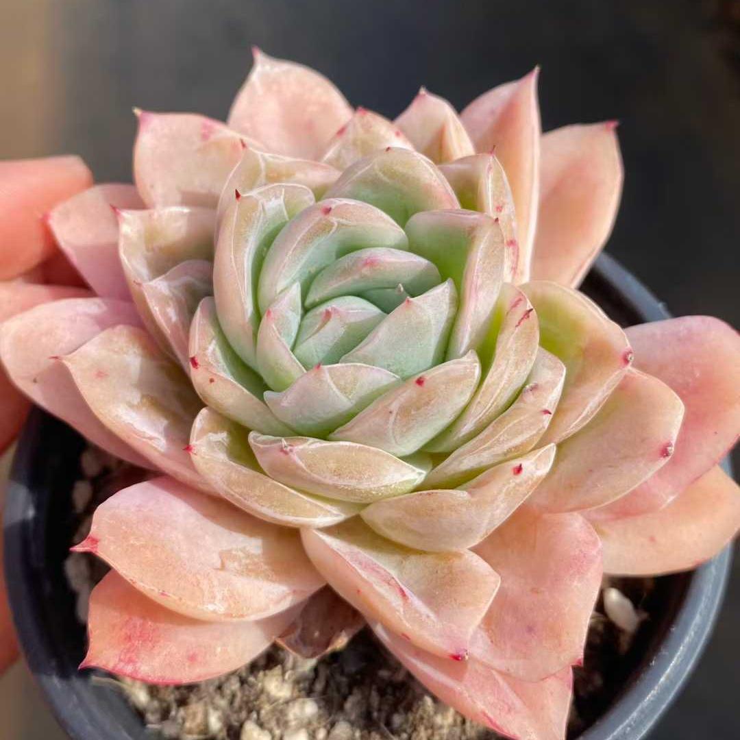 21856 ラブシクネス