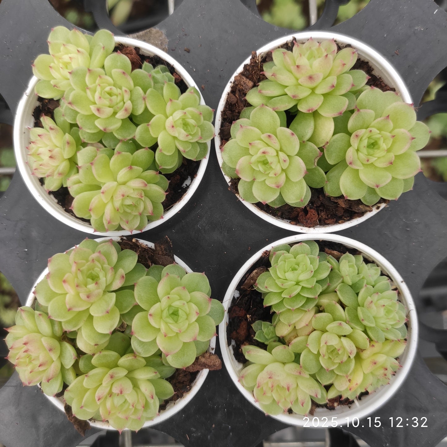 21460 パールマルガン（5.5cm pot）