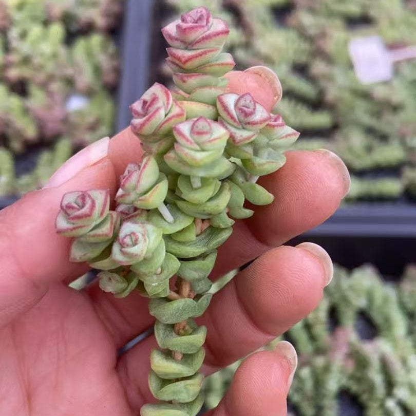 23178 パーフォーラッター