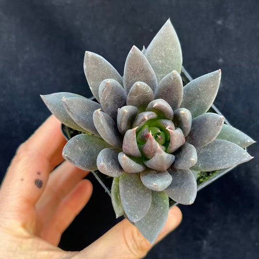 24428 ダークナイト錦