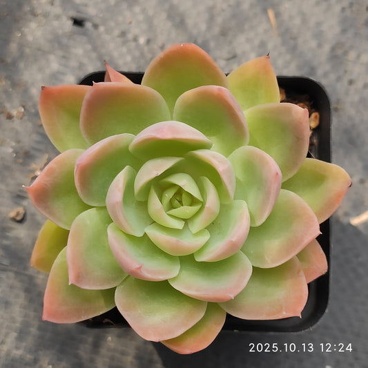 QN842 シルクヴェール（7cm pot）