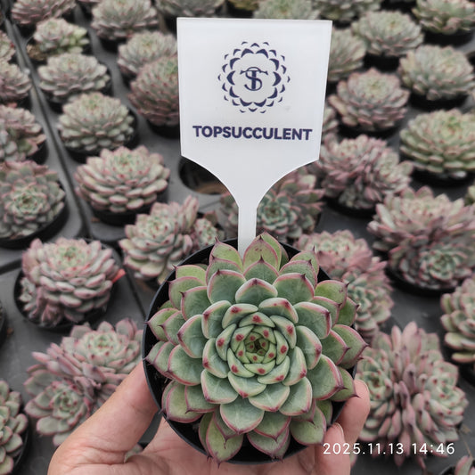 20052 スプリング（9cm pot）