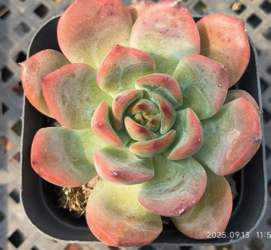 GR395 マドンナ（6.5 cm pot）